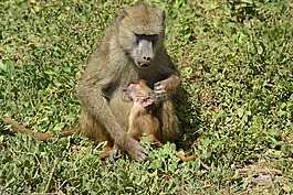非洲,森林,野生動物