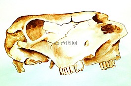 工作室學(xué)校,牛頭骨,繪圖任務(wù)