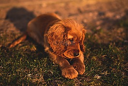 動物,狗,小狗