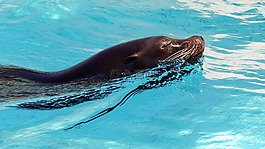 動(dòng)物園,動(dòng)物,海獅