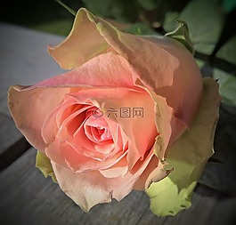 豐花,單綻放,三文魚