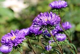 紫苑,紫色的災難,夏季