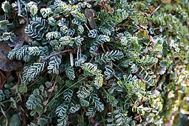 草,冰鎮(zhèn),性質(zhì)