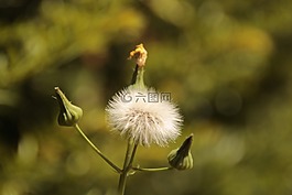 蒲公英,性質(zhì),開花