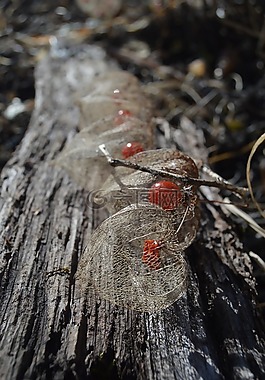 lampions,花园,板
