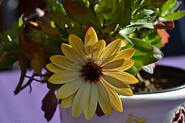 花,關(guān)閉,開花