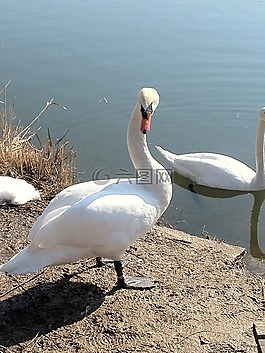天鵝,湖,水鳥(niǎo)