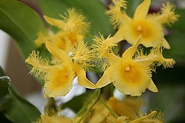 花,廠,性質(zhì)