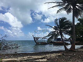 mar,海灘,椰子樹