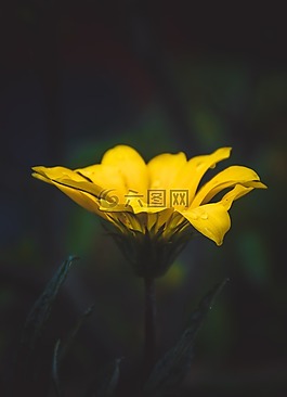 黃色,花瓣,花