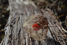lampions,花园,板