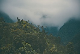 山,樹,植物