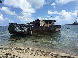 mar,海灘,椰子樹
