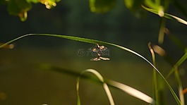 蜻蜓,愛,連接