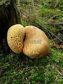蘑菇,樹,森林