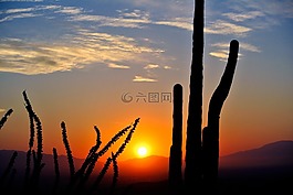 仙人掌,日出,沙漠