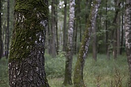 森林,樹木,moss