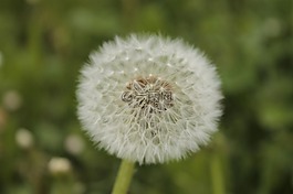 普通,蒲公英,指出花