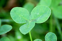 克萊,四葉三葉草,綠色