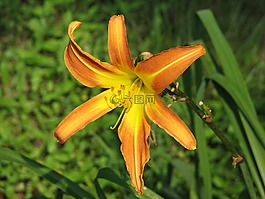 黄花菜,墨西哥向日葵,黄色