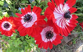 銀蓮花,紅色,花