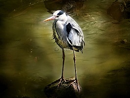 力拓,鳥,蒼鷺