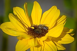 太陽花,蜜蜂,廠