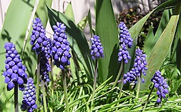 藍色,葡萄風信子,燈泡