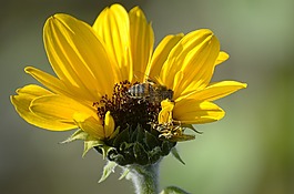 太陽花,花,蜜蜂