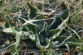 草,冰鎮(zhèn),性質(zhì)