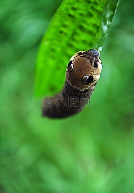 動(dòng)物,大,毛蟲