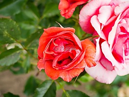 鮮花,自然,花