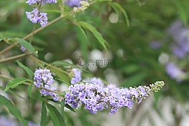 花,特寫(xiě),紫色