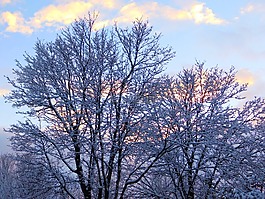 冬天,雪,樹