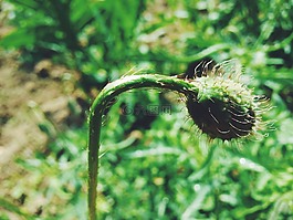 野草,人工林,花園