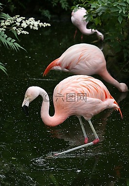 火烈鳥,鳥類,自然