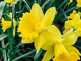 鮮花,自然,花