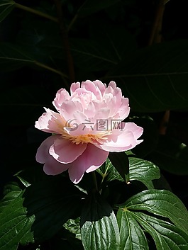 鮮花,粉紅色,花照片