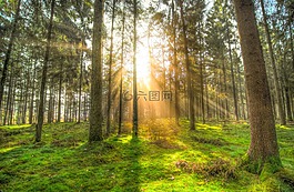 森林,太陽,陰影