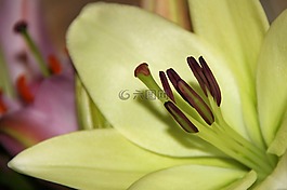 百合,黄花菜,白