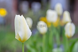郁金香,白,綠色