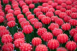 仙人掌,花卉,粉紅色