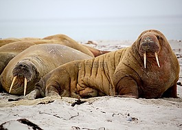 海,獅子,動物
