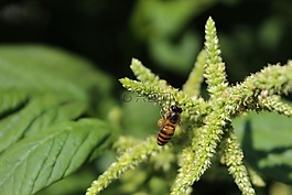 蜜蜂,莧菜,鮮花