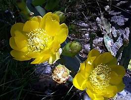 仙人掌,花,黃色