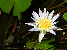 水百合,白,自然