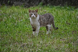 貓,貓科動物,動物