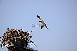 鳥,天空,戶外