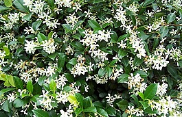 茉莉花,植物,植物區(qū)系