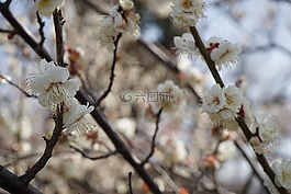 自然,梅花,日本